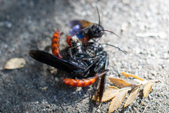 Elaphroptera