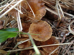 Craterellus lutescens