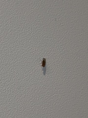 Diptera