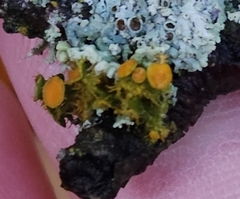 Teloschistes chrysophthalmus