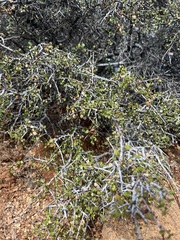 Rhamnus crocea
