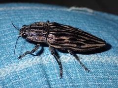 Chalcophora japonica