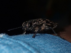 Chalcophora japonica