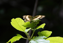 Lexias aeropa