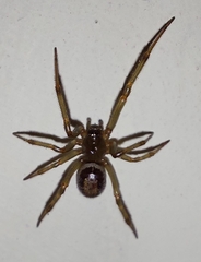 Steatoda nobilis
