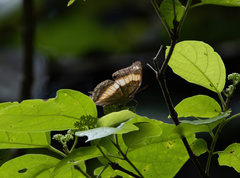 Lexias aeropa