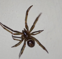 Steatoda nobilis