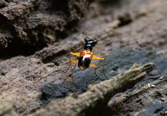 Cicindelinae