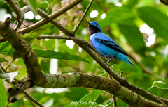 Cotinga amabilis