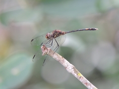 Dythemis