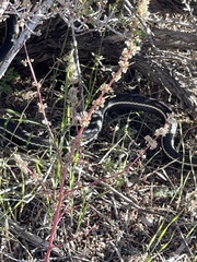 Masticophis lateralis lateralis