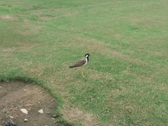 Vanellus indicus