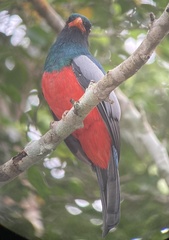 Trogon massena