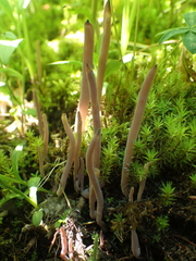 Alloclavaria purpurea