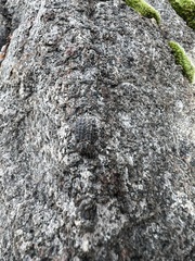 Trox