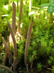 Alloclavaria purpurea
