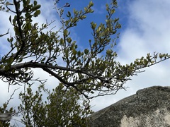 Cercocarpus betuloides