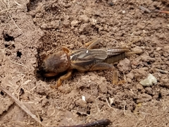 Neocurtilla hexadactyla