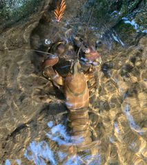 Pacifastacus leniusculus