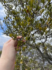 Cercocarpus betuloides