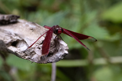 Neurothemis manadensis