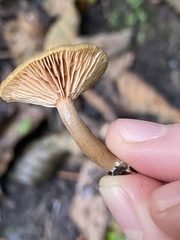 Lactarius occidentalis