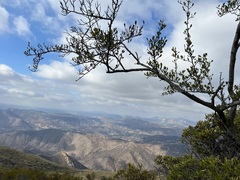 Cercocarpus betuloides