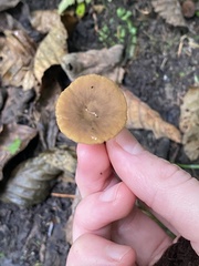 Lactarius occidentalis