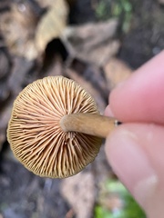 Lactarius occidentalis