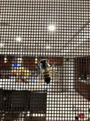 Apis mellifera