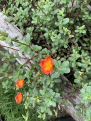 Portulaca umbraticola