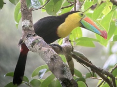Ramphastos sulfuratus