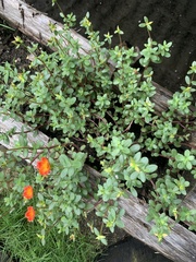 Portulaca umbraticola
