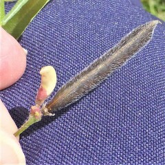 Strophostyles leiosperma