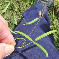 Strophostyles leiosperma