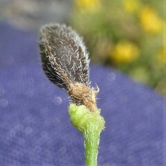 Strophostyles leiosperma