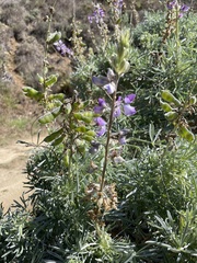 Lupinus formosus