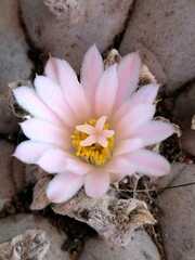 Lophophora williamsii
