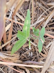 Passiflora tenuiloba