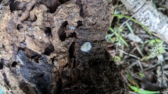 Entomophthorales