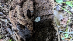 Entomophthorales
