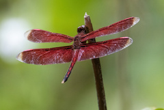 Neurothemis manadensis