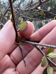 Ceanothus tomentosus olivaceus