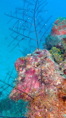 Macrorhynchia clarkei