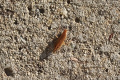 Blattella