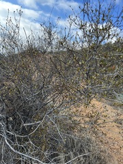 Ceanothus tomentosus olivaceus