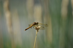 Sympetrum madidum