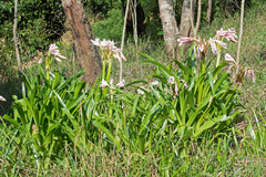 Crinum ornatum