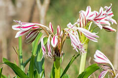 Crinum ornatum