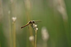 Sympetrum madidum